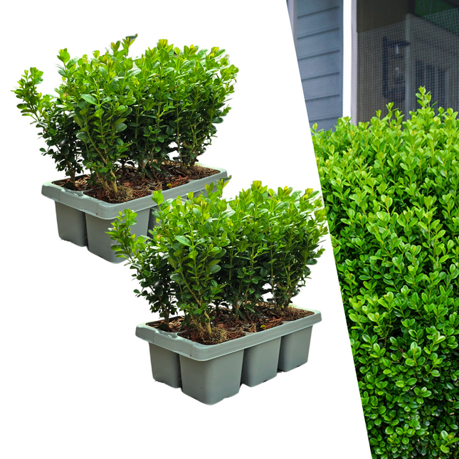 Buchsbaum – Buxus NewGen Freedom – 12 Pflanzen – Ø7 cm – ca. 15 cm hoch – winterhart & pilzresistent – ideal für Hecken & Formschnitt