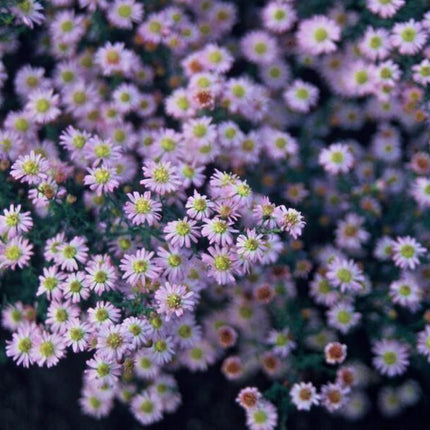 Aster ageratoides 'Stardust' – 48 Pflanzen – ↕10-25cm – Ø9cm – Herbstblüher – Weiß mit gelbem Zentrum – Bienen – & Schmetterlingsfreundlich