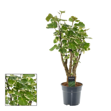 Polyscias Balfouriana – Zimmerpflanze – Ø17cm – ca. 50cm hoch – Dekorativer Aralienstrauch – Pflegeleicht & buschig – Für helle bis halbschattige Innenräume