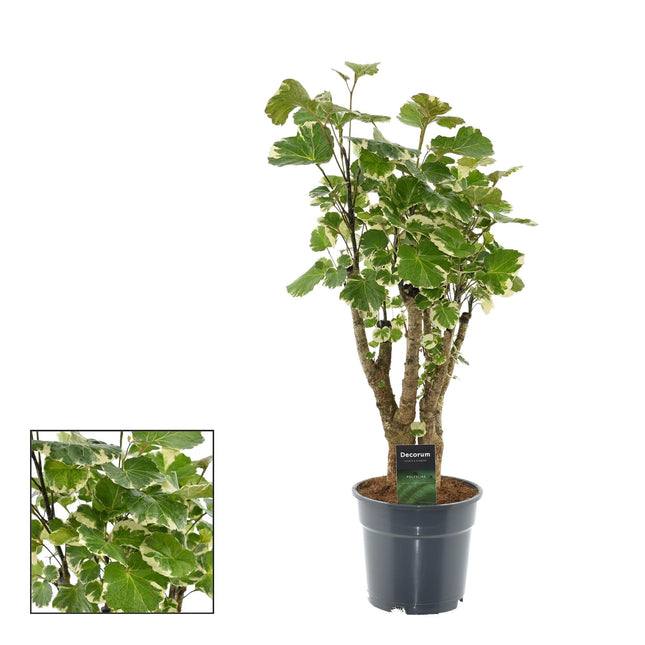 Polyscias Balfouriana – Zimmerpflanze – Ø17cm – ca. 50cm hoch – Dekorativer Aralienstrauch – Pflegeleicht & buschig – Für helle bis halbschattige Innenräume