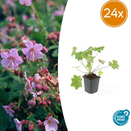 Geranium macrorrhizum 'Ingwersen's Var.' – 24 Pflanzen – ↕10-25cm – Ø9cm – Aromatischer Bodendecker – Zartrosafarbene Blüten – Schattengarten – Pflegeleicht – Winterhart
