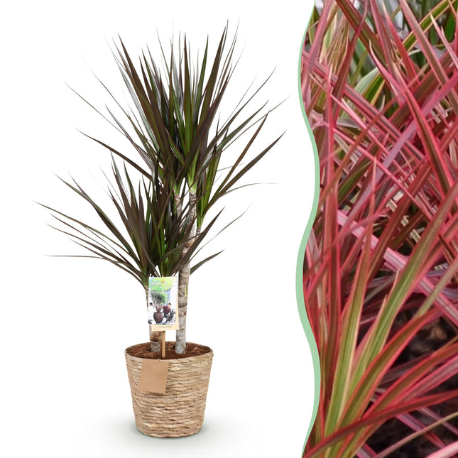 Dracaena Magenta – 70-80cm – 17cm inkl. Naturkorb – Pflegeleichter Drachenbaum – Rot – Grüne Zimmerpflanze mit eleganten Blättern – Ideal für Wohn