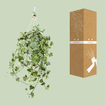 Efeu – Hedera Helix 'Gold Child' – Zimmerpflanze – Ø24cm – Höhe ca. 60cm – Hängend & Rankend – Luftreinigend – Pflegeleicht
