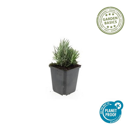 Lavendel Lavandula angustifolia 'Dwarf Blue' – ↕10-25cm – Ø9cm – 6 Pflanzen – Zwerglavendel, Duftend, Silbergrünes Laub, Bienenfreundlich, Winterhart