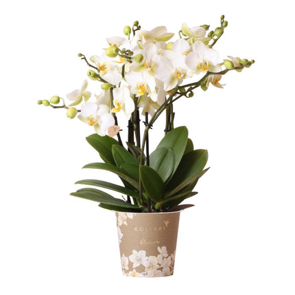 Phalaenopsis Orchidee Lausanne – Weiß – Ø12cm – 2–3 Zweige – Elegante Zimmerpflanze mit vielen Blüten – Für Wohnzimmer, Büro & Bad