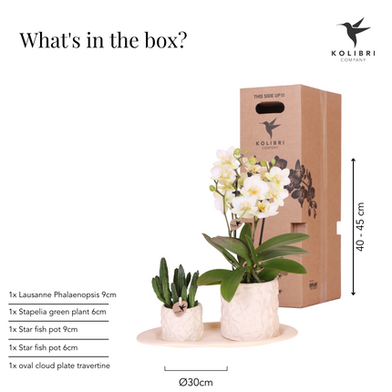 Pflanzenset – Weiße Phalaenopsis Orchidee Lausanne & Sukkulente – Keramik-Ziertöpfe auf weißem Tablett – Zimmerpflanze – Ø9 cm