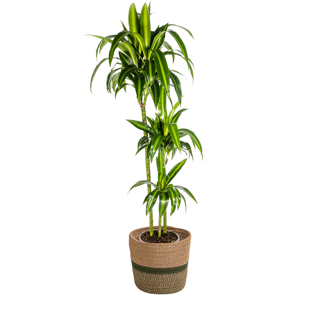 Dracaena Deremensis Hawaiian Sunshine inkl. Naturkorb – Höhe 130-150cm – Ø24cm – Tropische Zimmerpflanze mit zweifarbigem Laub