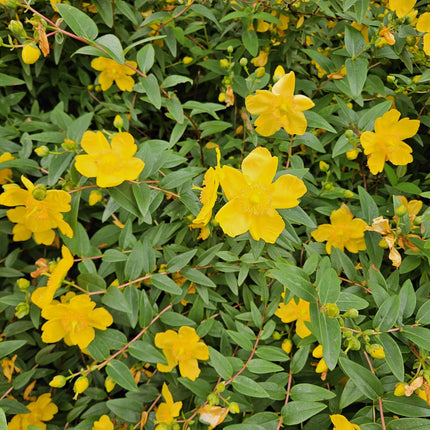 Hypericum dummeri 'Peter Dummer' – 48 Pflanzen – ↕10-25cm – Ø9cm – Winterharter Bodendecker & Beeteinfassung – Gelbe Blüten – Pflegeleicht & trockenheitstolerant