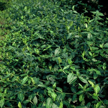 Spindelstrauch – Euonymus fortunei 'Dart's Blanket' – ↕10-25 cm – Ø9 cm – 60 Pflanzen – Zweifarbig & winterhart – Pflegeleichter Bodendecker – Sonne & Schatten