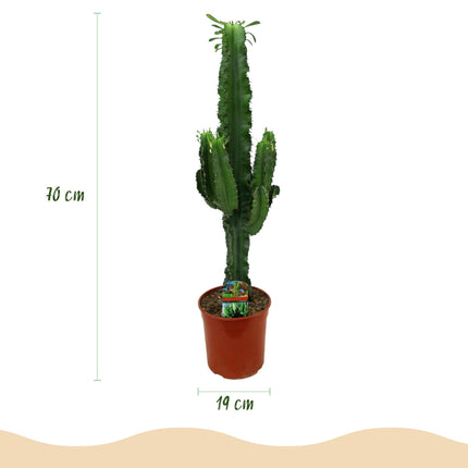 Wolfsmilchkaktus Euphorbia Eritrea – Afrikanischer Milchbaum – 70cm – 19cm – Pflegeleichte Sukkulente mit markanten Stängeln – Robuste Zimmerpflanze