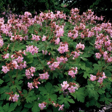 Balkan – Storchschnabel Geranium macr. 'Ingwersen's Var.' – ↕10-25cm – Ø9cm – 6 Pflanzen – Winterharter Bodendecker mit zartrosafarbenen Blüten