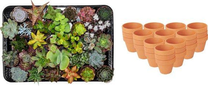 Mini Sukkulenten Mix – 30 Pflanzen – Ø8,1cm Terrakottatöpfe – Höhe 5-10cm – Pflegeleichte Zimmerpflanzen