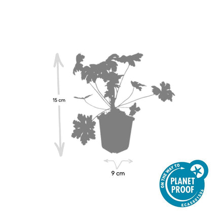 Balkan – Storchschnabel Geranium macr. 'Ingwersen's Var.' – ↕10-25cm – Ø9cm – 6 Pflanzen – Winterharter Bodendecker mit zartrosafarbenen Blüten