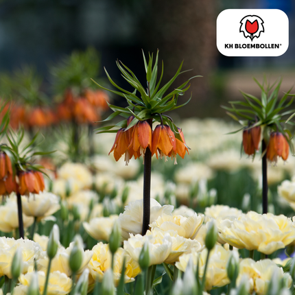 Fritillaria Kaiserkrone Rubra – 5 Blumenzwiebeln – Rot-Orange Frühlingsblüten – Ideal für Beete & Solitärpflanzungen