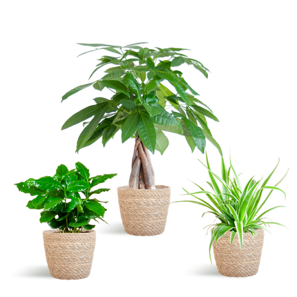 Tierfreundlicher Pflanzenkasten – Zimmerpflanzen-Mix – 3 grüne Pflanzen – Ø12 cm – Korb Sofia Natur – ungiftig für Katzen, Hunde & Kinder