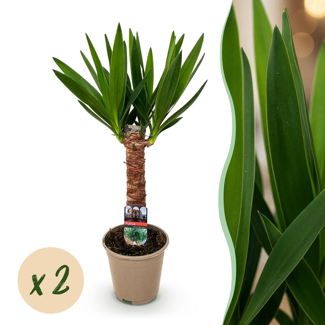 Palmlilie Yucca Elephantipes – 2 Pflanzen – 55cm – 14cm – Pflegeleichte Palmlilien mit schmalen grünen Blättern – Robustes Zimmerpflanzen