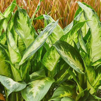 Dieffenbachia Camilla – 45-50cm – 17cm inkl. Naturkorb – Pflegeleichte bunte Zimmerpflanze – Grün – creme gemustertes Blattwerk