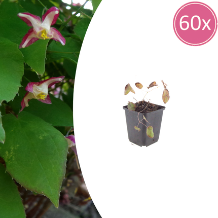 Elfenblume Epimedium rubrum – 60 Pflanzen – 10-25cm – Ø9cm – Winterharte Schattenstaude mit rotrosa Blüten – Bodendecker für Garten, Beet & Gehölzrand