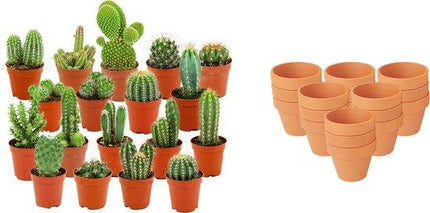 Mini Kakteen Mix – 18 Pflanzen – Ø8,1cm Terrakottatöpfe – Höhe 5-10cm – Pflegeleichte Zimmerpflanzen