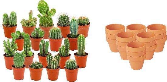 Mini Kakteen Mix – 18 Pflanzen – Ø8,1cm Terrakottatöpfe – Höhe 5-10cm – Pflegeleichte Zimmerpflanzen