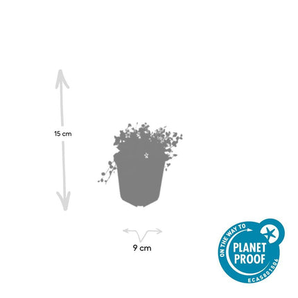 Weißer Bubikopf – Isotoma fluviatilis 'Alba' – 12 Pflanzen – Ø9 cm-Topf – Bodendecker mit weißen Blüten – Winterhart & trittfest – Polsterpflanze für Garten & Beet