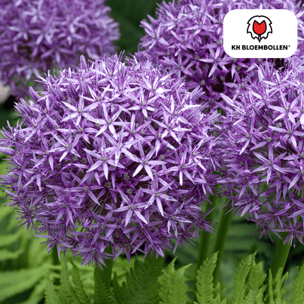 Allium 'Globemaster' – Zierlauch – violette Blütenkugeln – 5 Blumenzwiebeln – ↕80-100cm – bienenfreundliche Sommerblüher