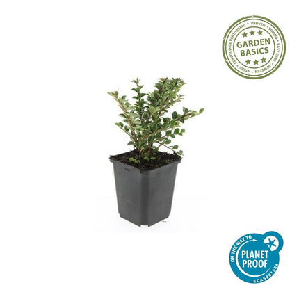 Fächer-Zwergmispel – Cotoneaster horizontalis – ↑10-25cm – Ø9cm – 60 Pflanzen – Winterhart, pflegeleicht, rote Beeren, Bodendecker, Beete