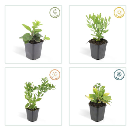 Wildaster Aster ageratoides 'Ashvi' – ↕10-25cm – Ø9cm – 40 Pflanzen – Herbstblüher – Pflegeleicht – Sonnig