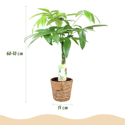 Pachira Aquatica – 60-70cm – 17cm inkl. Naturkorb – Pflegeleichter Geldbaum mit geflochtenem Stamm