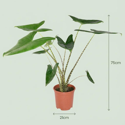 Pfeilblatt Alocasia Zebrina Ø21cm Höhe 70-75cm – Elefantenohr mit gestreiften Stielen – Exotische Zimmerpflanze für Wohnraum & Büro
