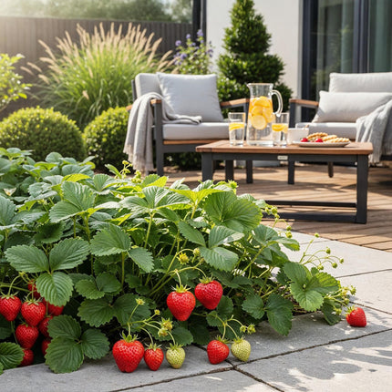 Erdbeere Fragaria Elsanta winterhart 3 Pflanzen Höhe 30cm Ø9cm – Rote Erdbeere für Beet Balkon & Topf – Ertragreiche Obstpflanze mit süßem Aroma