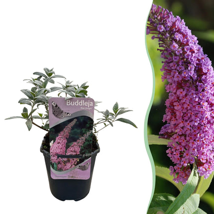 Schmetterlingsstrauch Buddleja davidii Pink Delight – Rosa Blüten – Schmetterlingsfreundlich – Laubabwerfend – 17 cm x H25 cm – Pflegeleicht