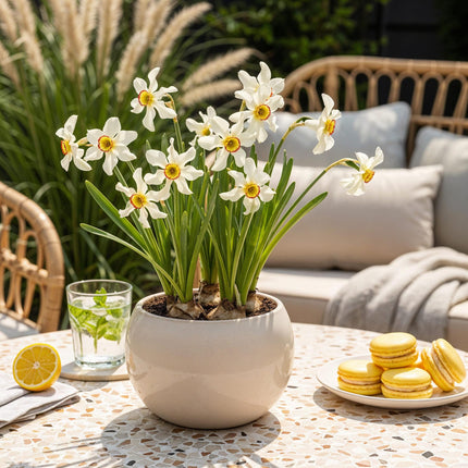 Blumenzwiebeln Narcissus Recurvus – Weiß – 10 Stück – Zwiebelgröße 12/14 – Duftende Dichternarzissen für Garten, Balkon & Terrasse – Frühjahrsblüher