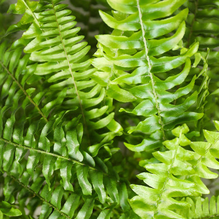Nephrolepsis Exaltata Green Lady Farn – 2er Set Zimmerpflanzen im grauen Topf Ø12cm Höhe25cm – Haustierfreundliche Grünpflanze