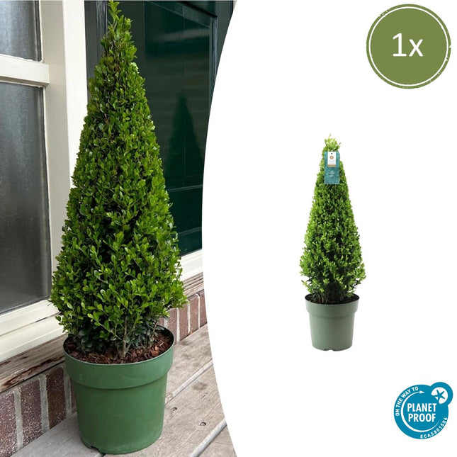 Stechpalme Ilex crenata Pyramide – ↨55 cm – Ø21 cm – Immergrüner, winterharter Buchsbaum-Ersatz für Garten, Terrasse & Topf