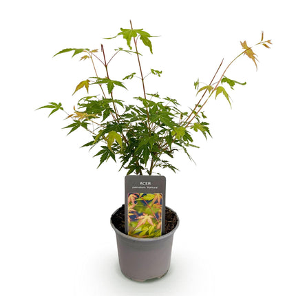 Ahorn Acer palmatum Katsura – 12cm – Höhe ca. 35cm – Frischgrüner Austrieb & goldene Herbstfärbung – Laubabwerfender pflegeleichter Zierstrauch