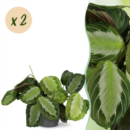 Maranta Fascinator Silverband 2er Set Pflanzen Mit Grauem Topf Ø12cm Höhe ca.25cm Gebetspflanze Grün Haustierfreundlich Pflegeleicht Für Zimmer