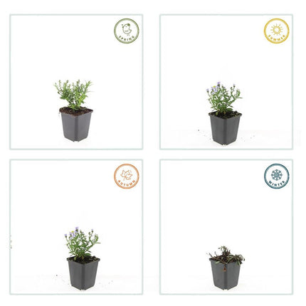 Kissen – Aster (D) 'Prof. Anton Kippenberg' – ↕10-25cm – Ø9cm – Lila Herbstblüte – Pflegeleicht – Beete & Töpfe
