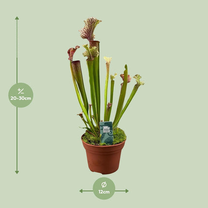 Schlauchpflanze Sarracenia 'Judith Hindle' – Karnivore Zimmerpflanze – Ø12cm – ca. 30cm hoch – Exotisch & pflegeleicht – Für helle bis halbschattige Standorte