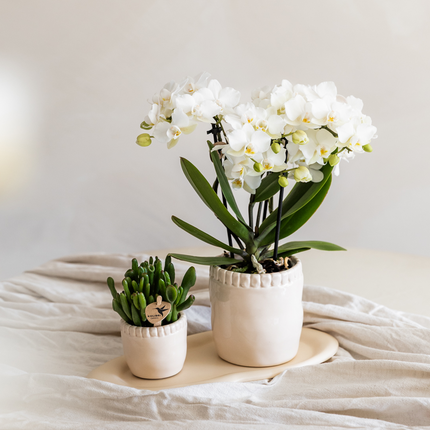 Weiße Phalaenopsis Orchidee – „Zürich“ – Ø9cm – Elegante blühende Zimmerpflanze mit 2–3 kräftigen Trieben – Kompakte Orchidee als Dekoration & Geschenkidee – Frisch aus der Gärtnerei