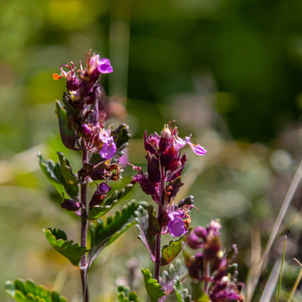 Teucrium lucidrys – 6 Pflanzen – Ø9cm – Höhe 10-25cm – Immergrüner Halbstrauch – Schnittverträglich – Für Hecke, Steingarten & moderne Gartenanlagen