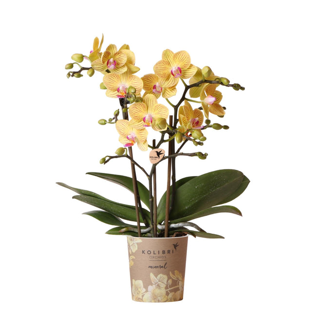 Phalaenopsis Orchidee Gelb ‘Lima’ – Ø9cm – Kompakte Zimmerpflanze mit 2-3 Blütenstielen – Gelbe Blüten mit rotem Muster & violetter Lippe