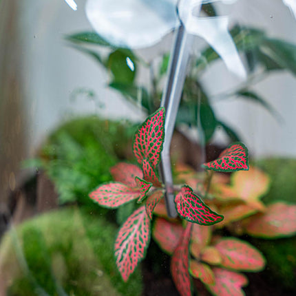 Terrarienpinzette – Edelstahl – 26cm – Lange Greifpinzette für Terrarium & Flaschengarten