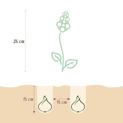 Blumenzwiebeln Hyazinthen Mix – 10 Stück – Duftende Hyacinthus in verschiedenen Farben – Zwiebelgröße 14/15 – Für Beet, Balkon & Terrasse – Pflegeleicht