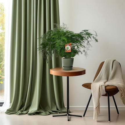 Spargelfarn – Asparagus Setaceus – Zimmerpflanze – Ø27cm – ↕70cm – Pflegeleicht & dekorativ – Luftreinigend