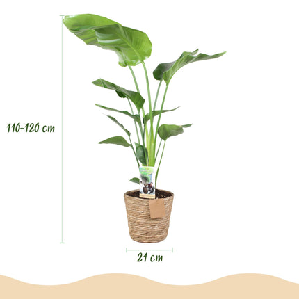 Baum – Strelitzie Strelitzia nicolai – Große pflegeleichte Paradiesvogelblume im dekorativen Korb – 21cm – Höhe 110-120cm – Tropische Grünpflanze
