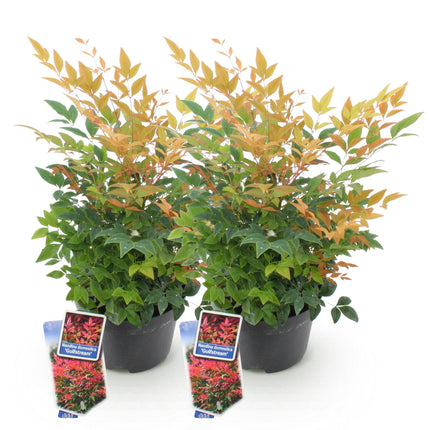 Nandina Gulfstream – 2 Pflanzen 17cm Höhe ca.45cm – Immergrün & farbwechselnd – Orange – Rot – Laub für Beet Balkon Terrasse