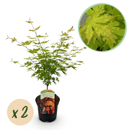Japanischer Ahorn – Acer palmatum 'Orange Dream' – 2 Pflanzen – ca. 70 cm hoch – Ø19 cm – orangefarbenes, fein gefiedertes Laub – Balkon- & Gartenpflanze