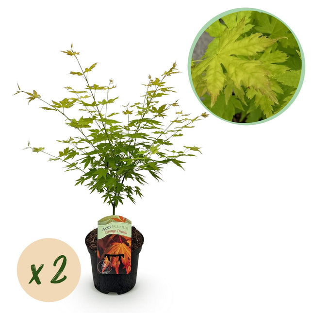 Japanischer Ahorn – Acer palmatum 'Orange Dream' – 2 Pflanzen – ca. 70 cm hoch – Ø19 cm – orangefarbenes, fein gefiedertes Laub – Balkon- & Gartenpflanze