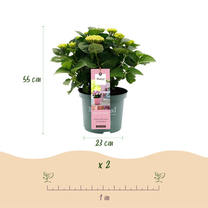 Hortensie Magical Revolution Pink – Rosa – Hydrangea macrophylla – 23cm – Ca. 55cm hoch – 6-10 Blüten – Für Balkon, Terrasse & Beet